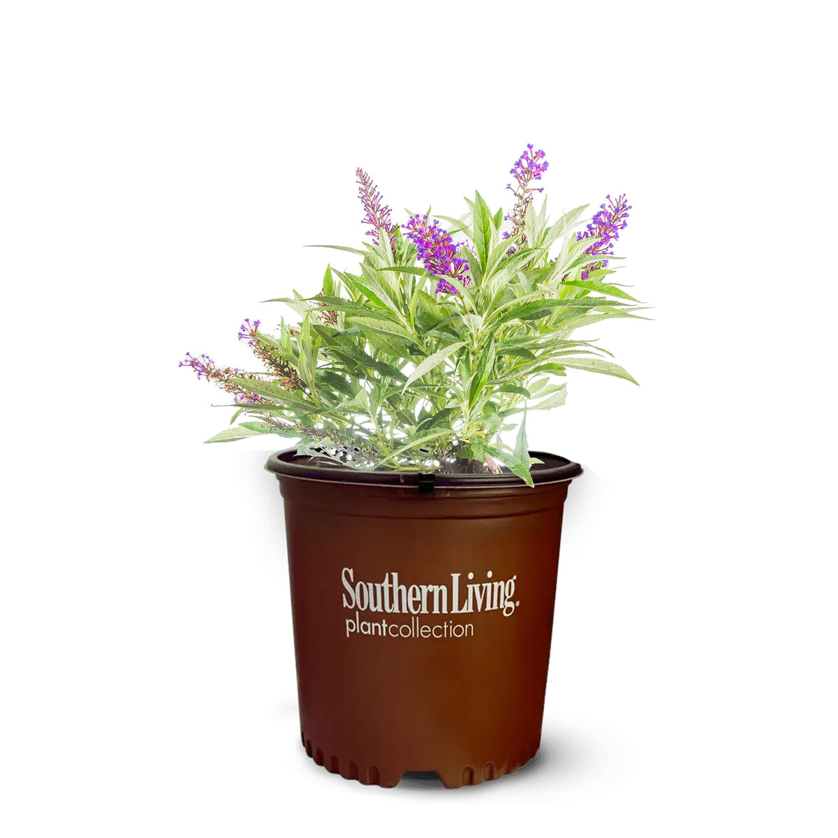 Perfect Plants Li'l Grape front view showing compact purple blooms and neat habit benefits curb appeal