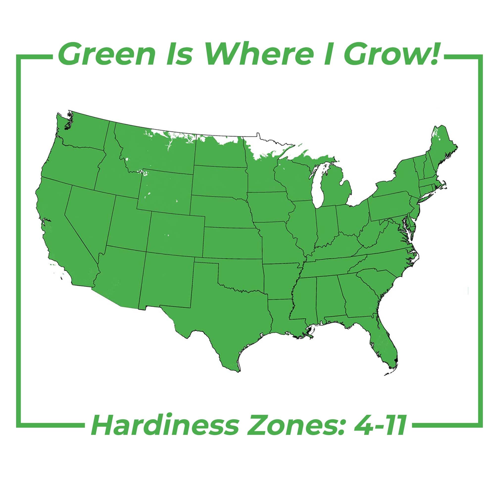 Perfect Plants glossy green foliage of peachy-knock-out rose showing disease resistance benefit