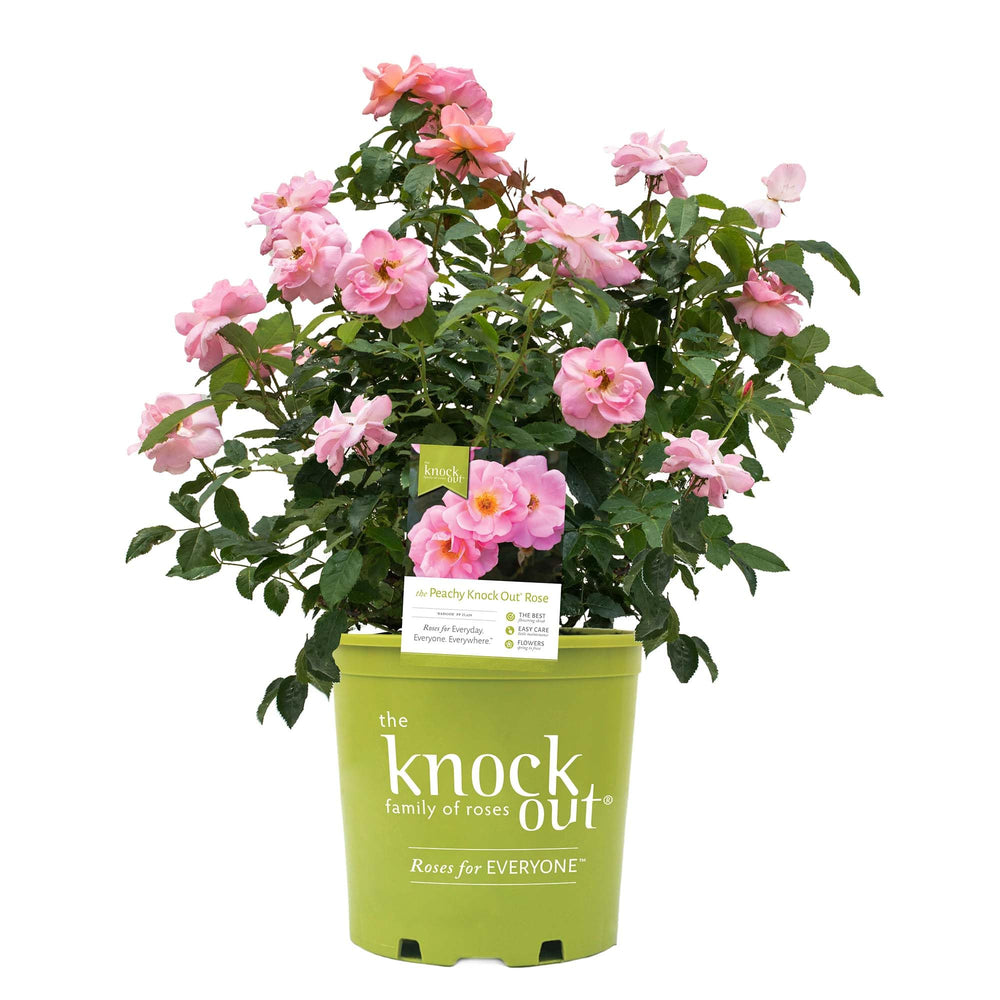 Perfect Plants front view of peachy-knock-out rose bush showing compact habit and color