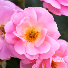 Perfect Plants peachy-knock-out rose planted in garden bed providing continuous seasonal color