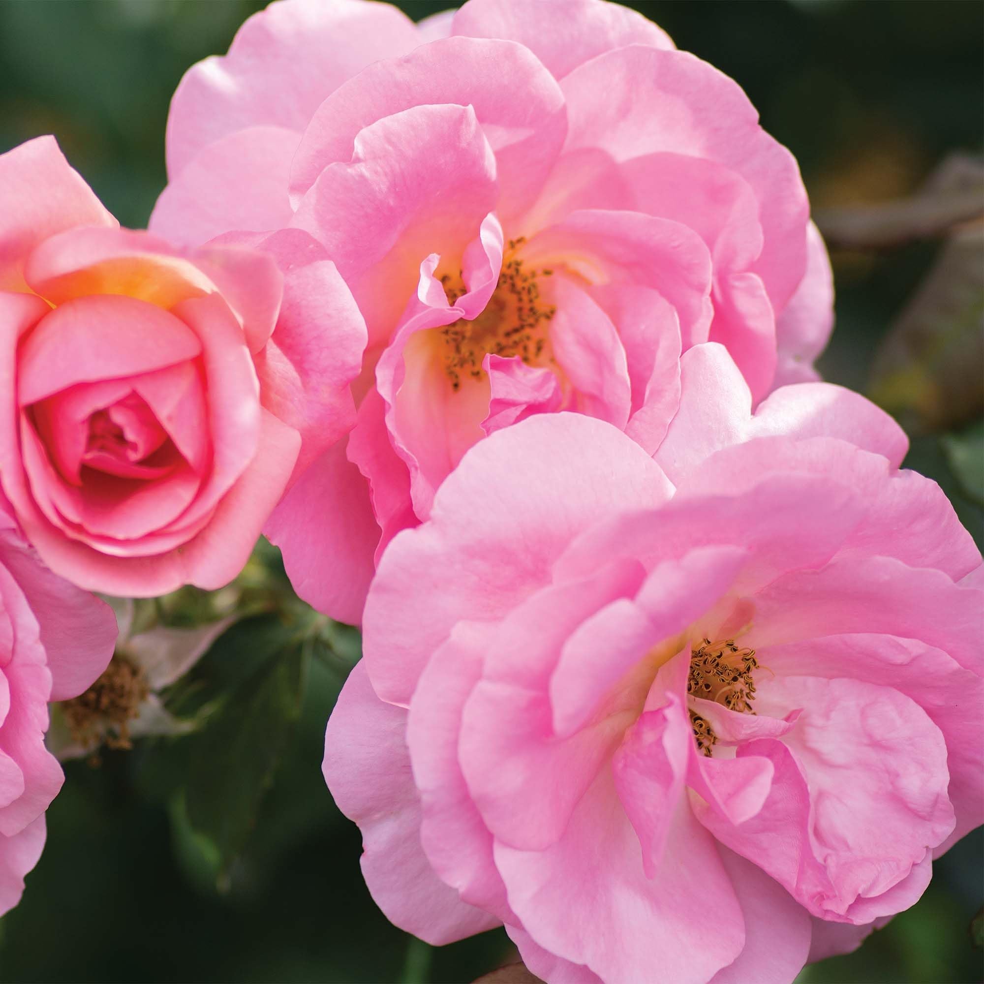 Perfect Plants rose bush next to ruler showing 3–4 foot mature size for landscape planning