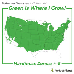 PERFECT PLANTS leaf and stem detail showing healthy foliage and texture for strong plant vigor
