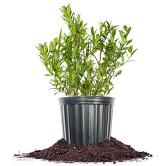 PERFECT PLANTS front view of 1-gallon Pink Lemonade blueberry showing healthy stems and container