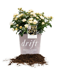 Perfect Plants Popcorn Drift front view showing neat mound and pale golden blooms for curb appeal
