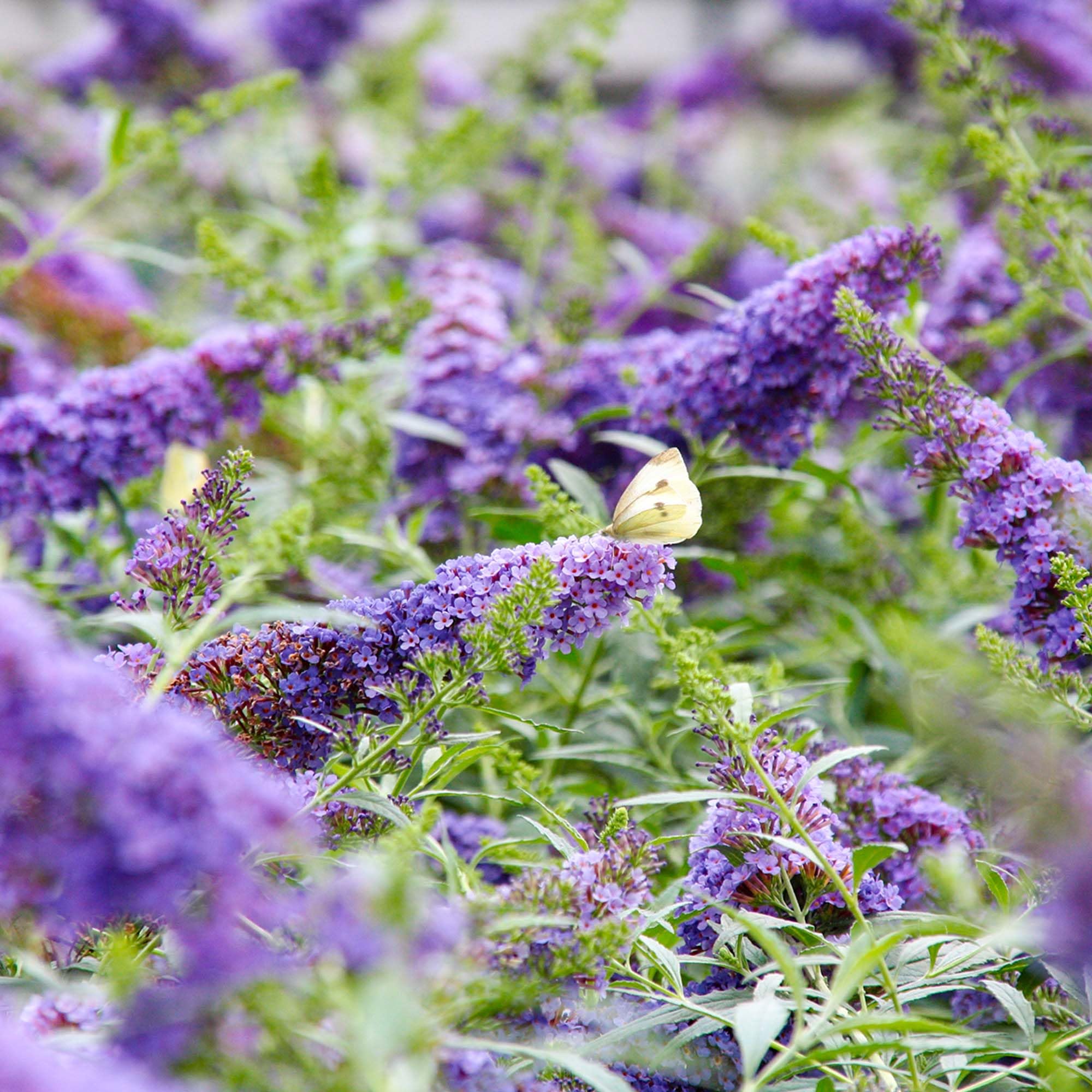 perfect plants Li'l Lavender planted in a container on a sunny patio
