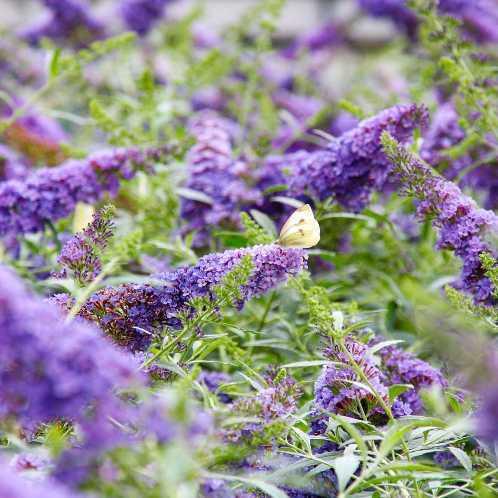 perfect plants Li'l Lavender planted in a container on a sunny patio