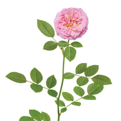 PERFECT PLANTS close-up of baby-pink Sweet Drift Rose bloom highlighting color