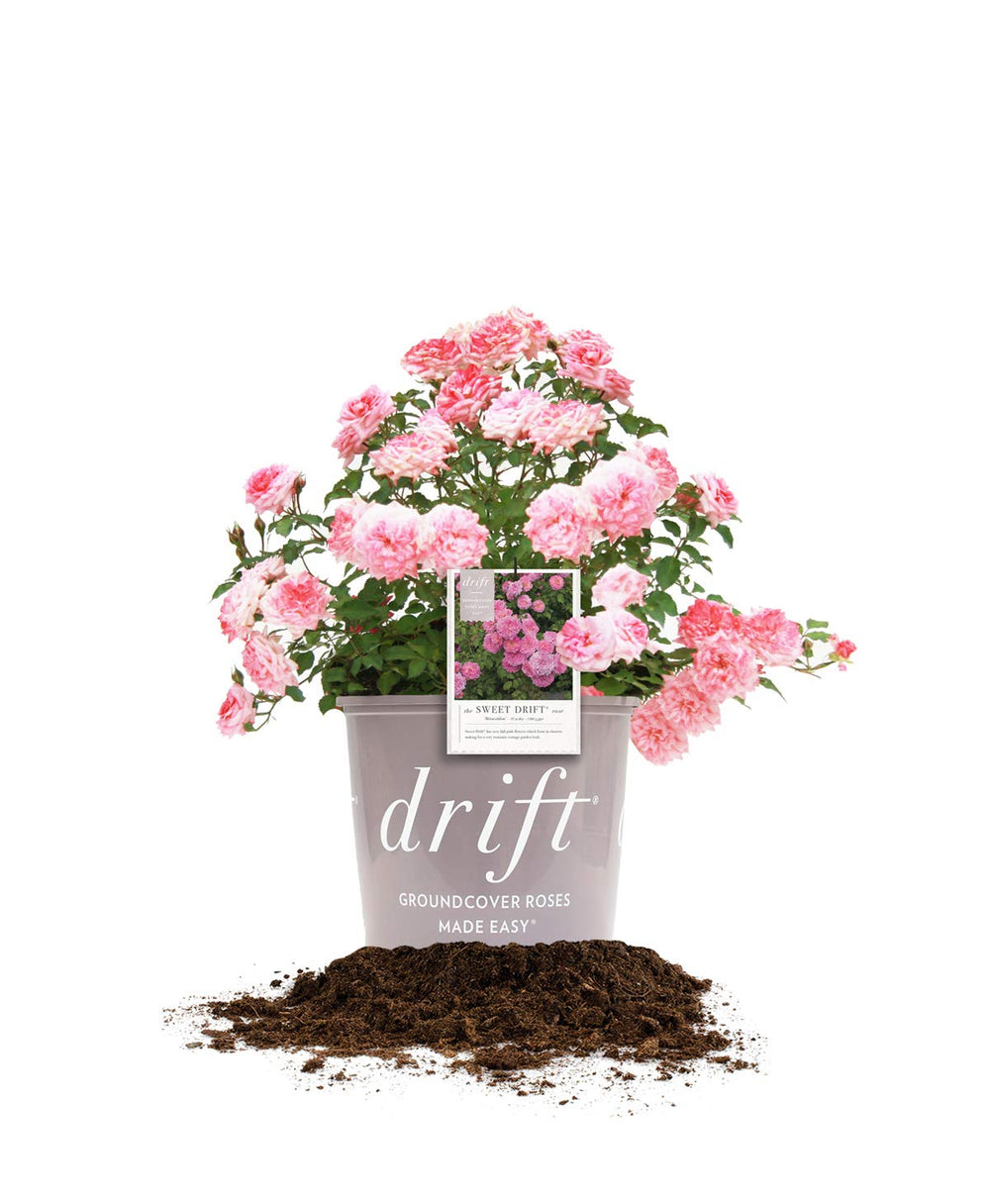 PERFECT PLANTS Sweet Drift Rose front view showing compact pink blooms and spread