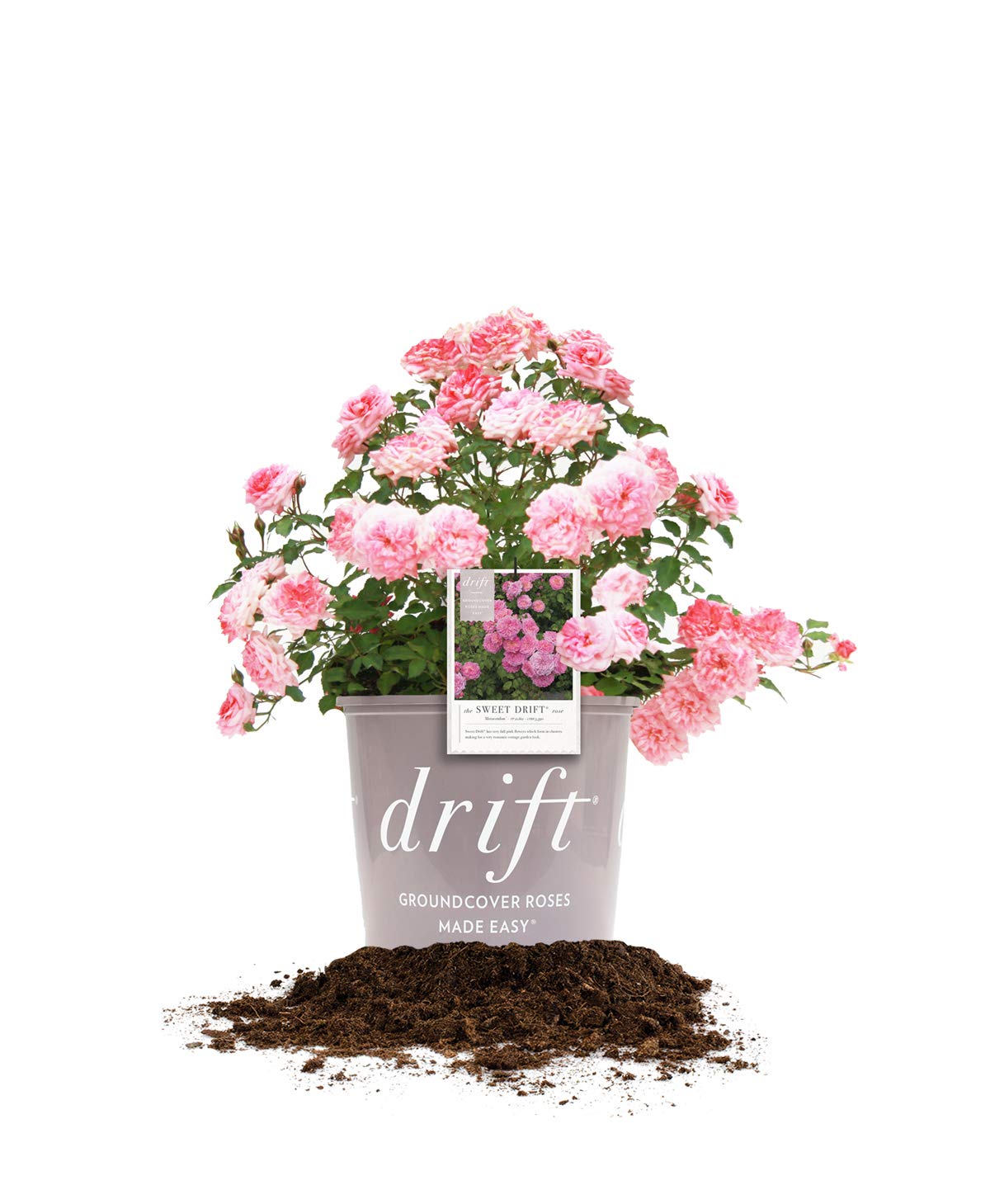 PERFECT PLANTS Sweet Drift Rose front view showing compact pink blooms and spread