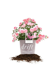 PERFECT PLANTS Sweet Drift Rose front view showing compact pink blooms and spread