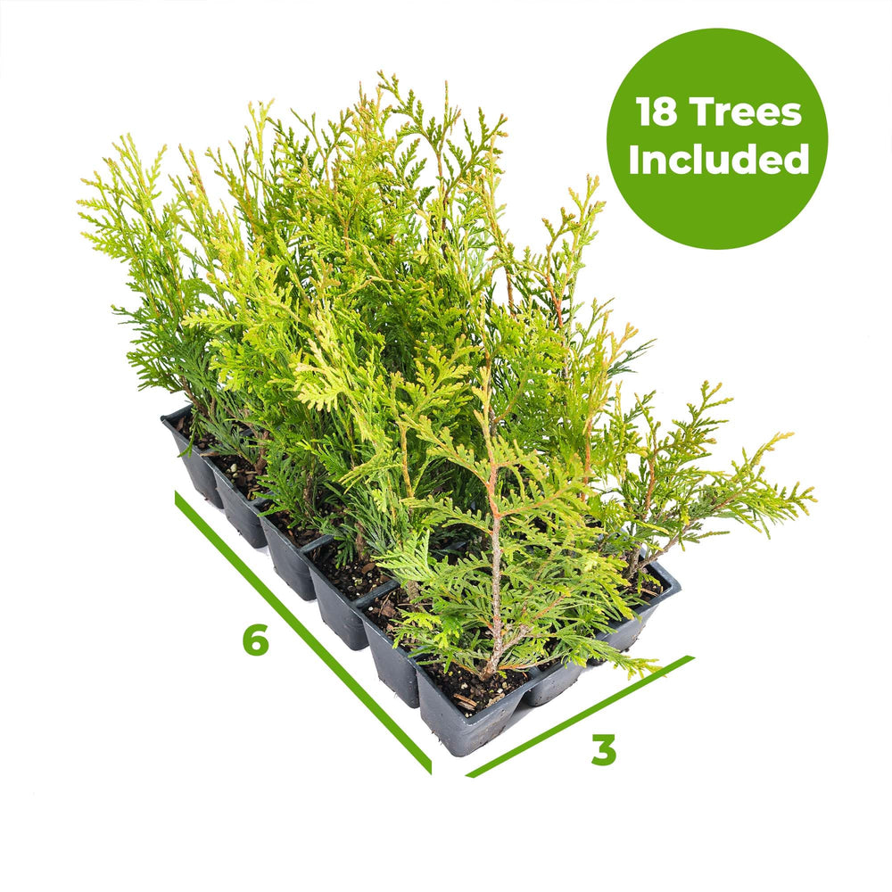 PERFECT PLANTS Thuja close-up foliage detail highlighting fragrant texture