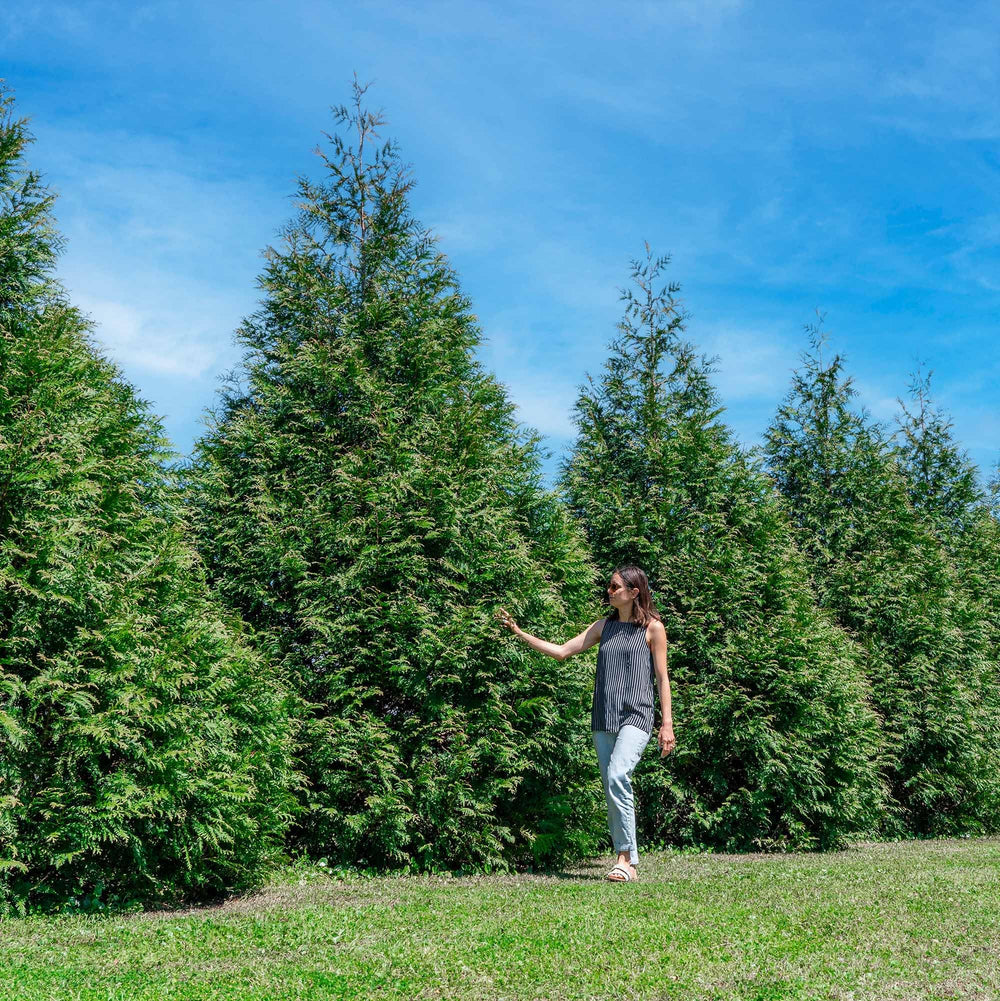 PERFECT PLANTS Thuja front view showing dense green privacy foliage benefit