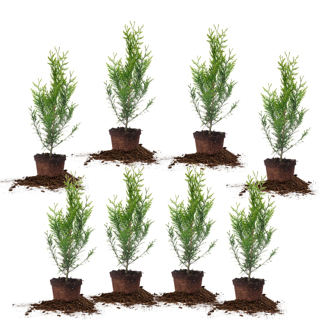Perfect Plants Thuja Green Giant front view showing healthy dense foliage for instant privacy