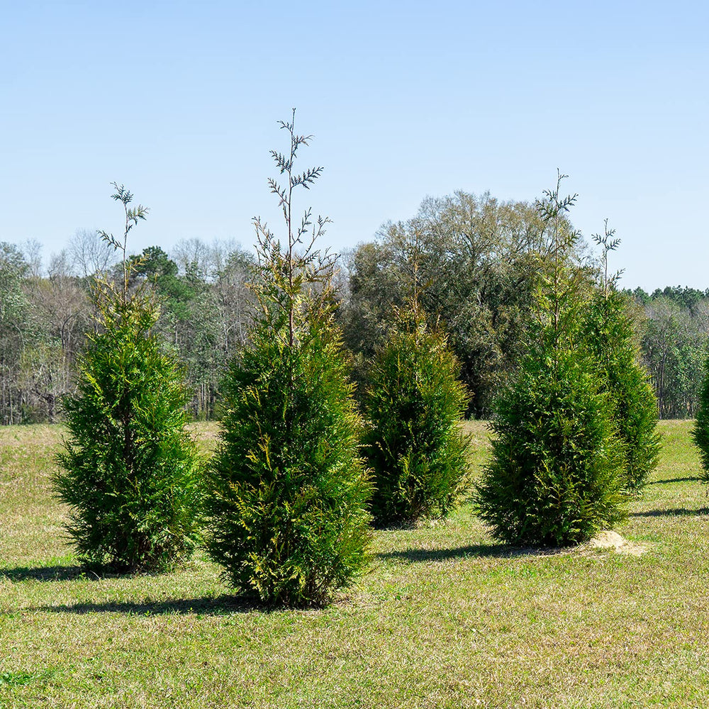 Perfect Plants Thuja Green Giant nursery pot with planting guide ready to simplify planting