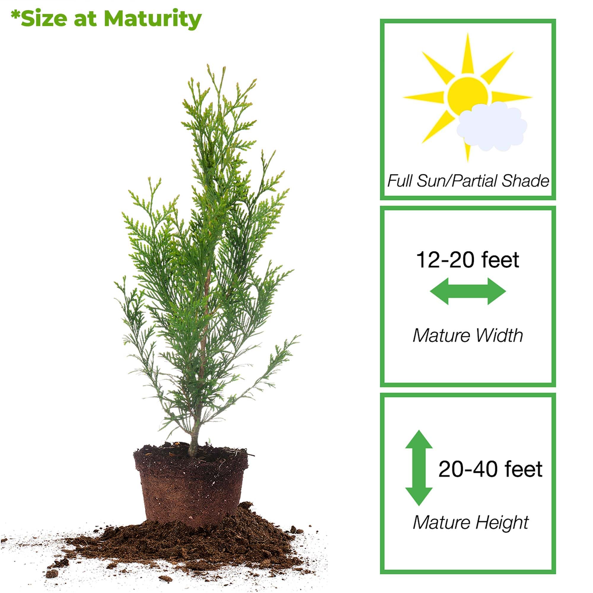 PERFECT PLANTS Thuja potted liner ready-to-plant showing root ball health