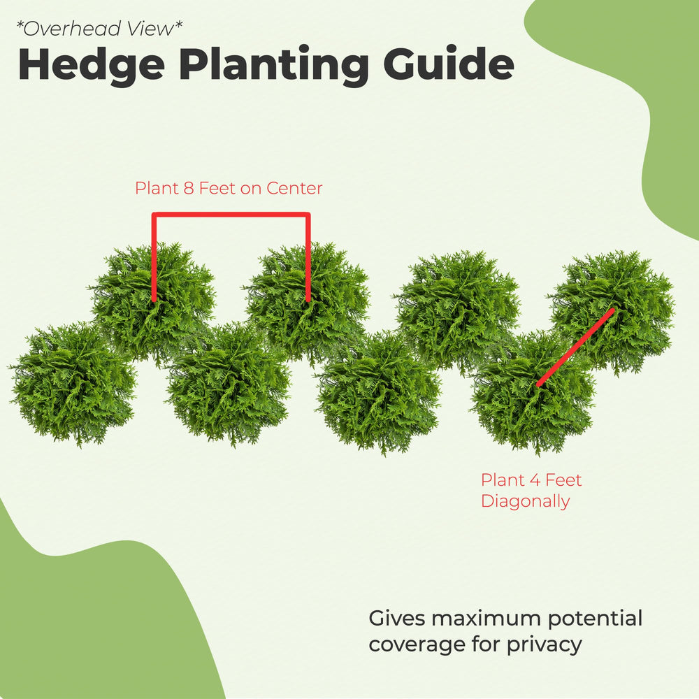 PERFECT PLANTS Thuja beside person illustrating mature height and scale