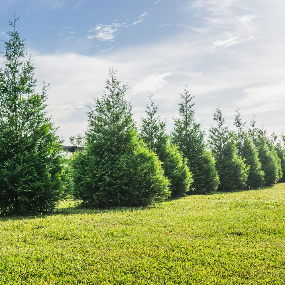 PERFECT PLANTS Thuja winter appearance showing evergreen resilience