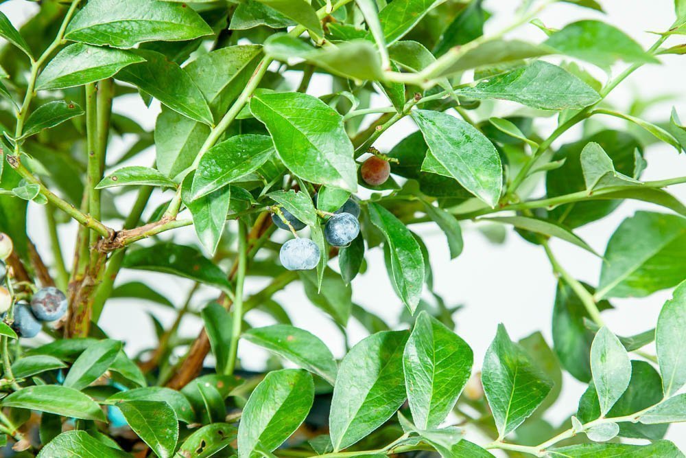 Perfect Plants light-green foliage texture demonstrating healthy leaf growth