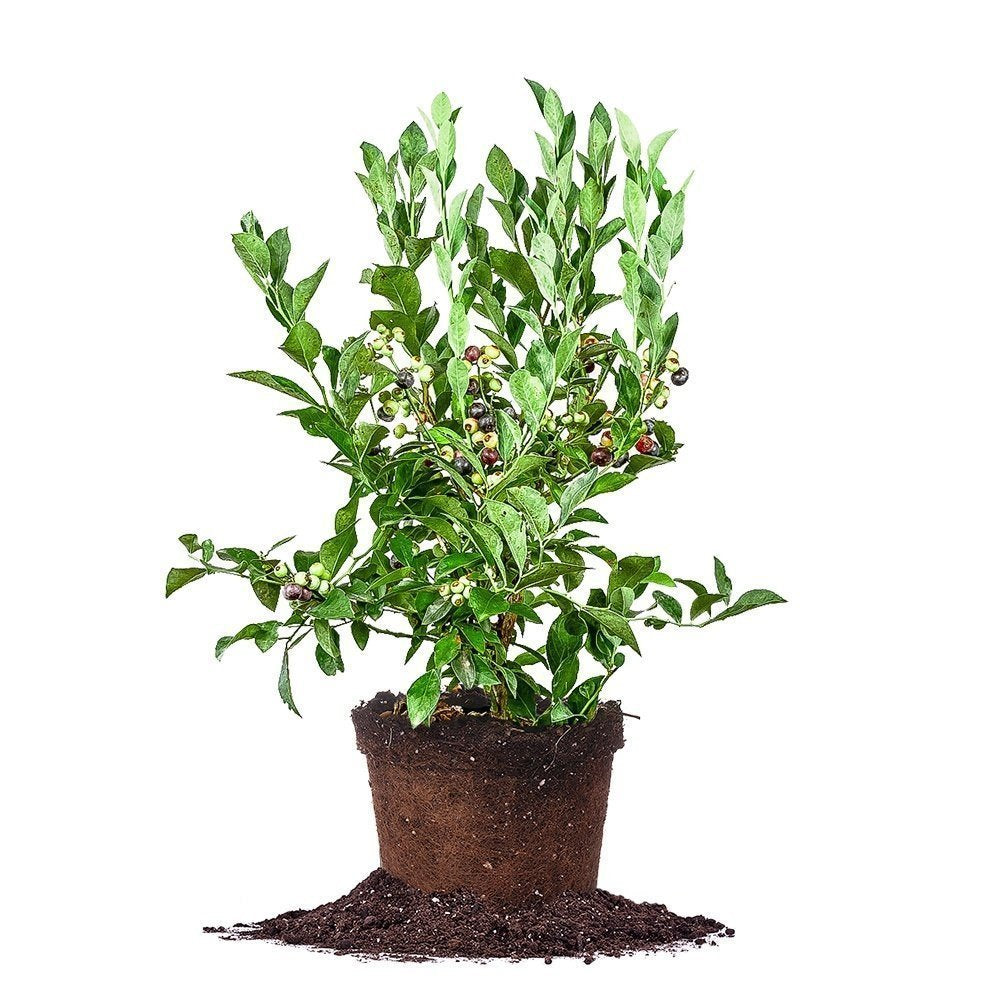 Perfect Plants front view of potted Tifblue bush ready to plant and produce fruit