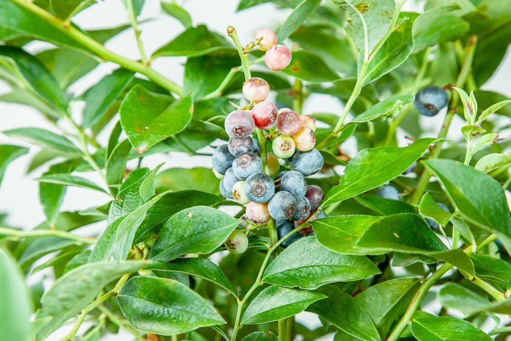 Perfect Plants cluster of ripe blue Tifblue berries showcasing juicy sweetness