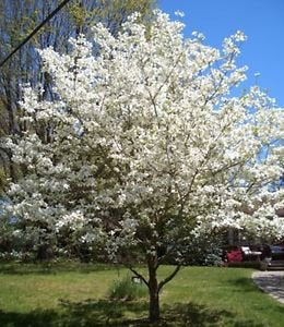 Perfect Plants white kousa dogwood tree front view shows blossoms and enhances curb appeal