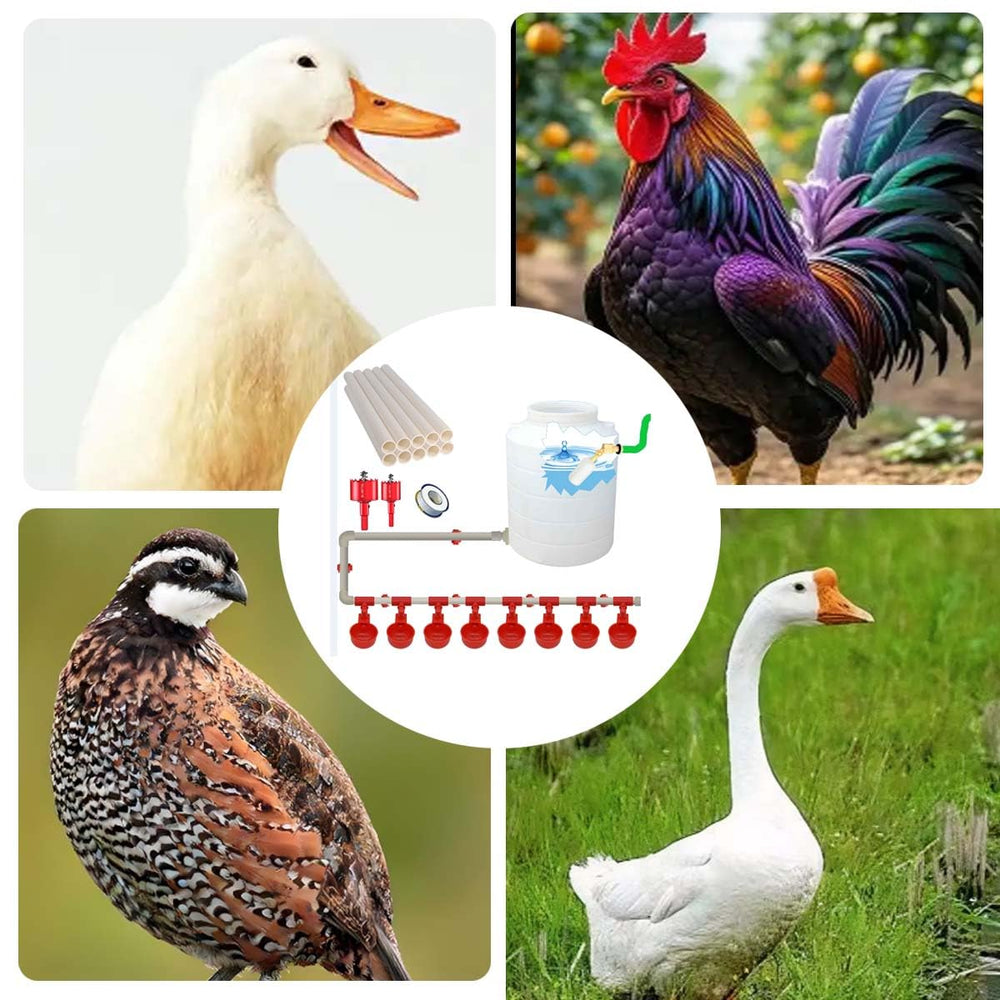 perfsign chicken drinking from cup showing accessible hydration and reduced waste benefit