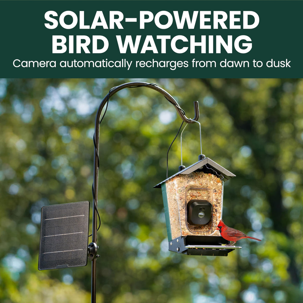 Perky-Pet app live stream on phone showing easy remote bird viewing