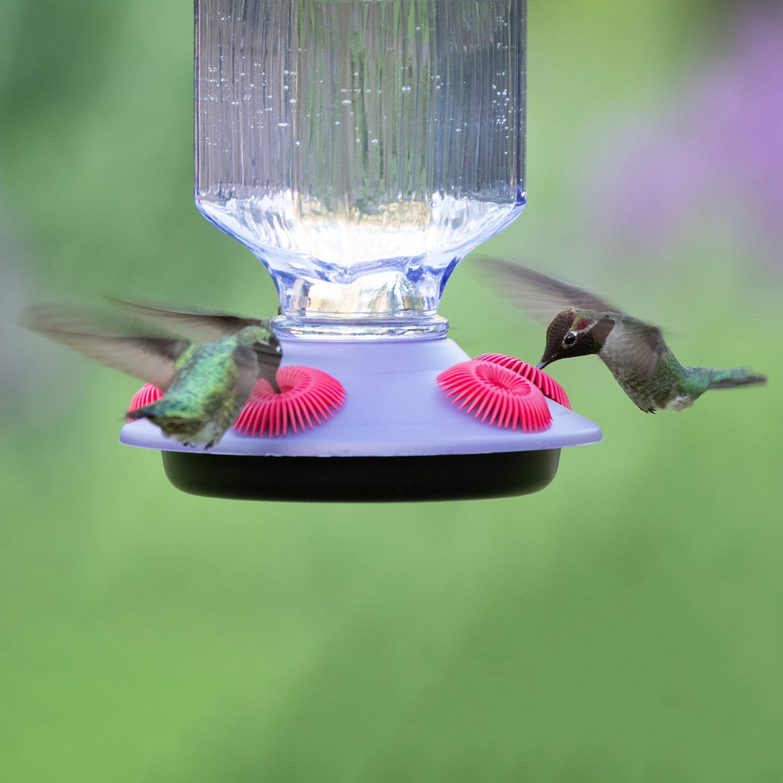 Perky-Pet feeder in use with hummingbird feeding, supporting multiple birds at once