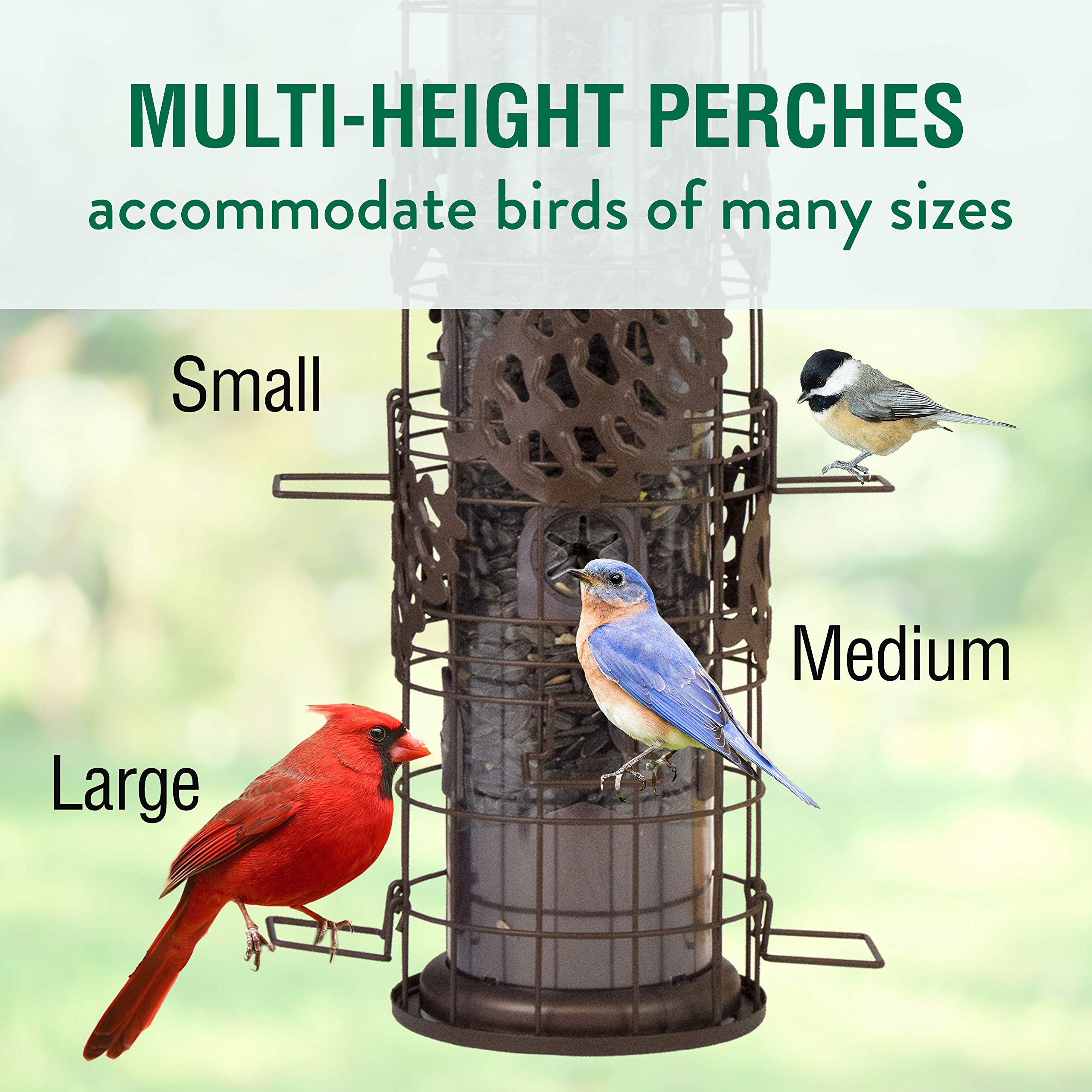 Perky-Pet feeder in use with multiple birds showing increased viewing time