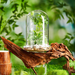 Perthlin terrarium in use with jewel orchid inside, compact display and healthy microclimate