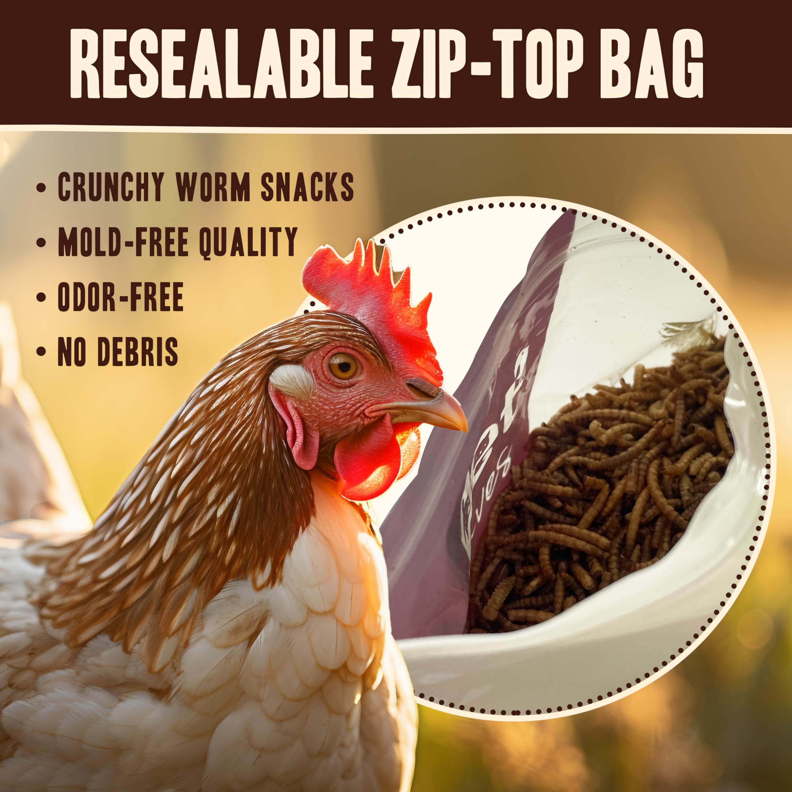 Pet Faves mealworms on a tray feeder attracting wild birds benefit