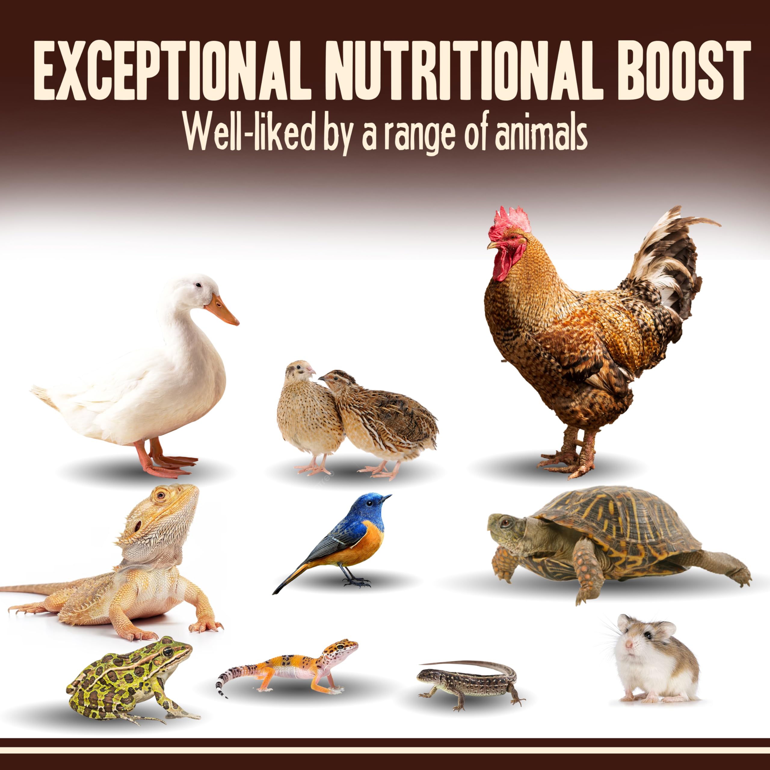 Pet Faves mealworms being offered to a reptile showing ease of feeding benefit