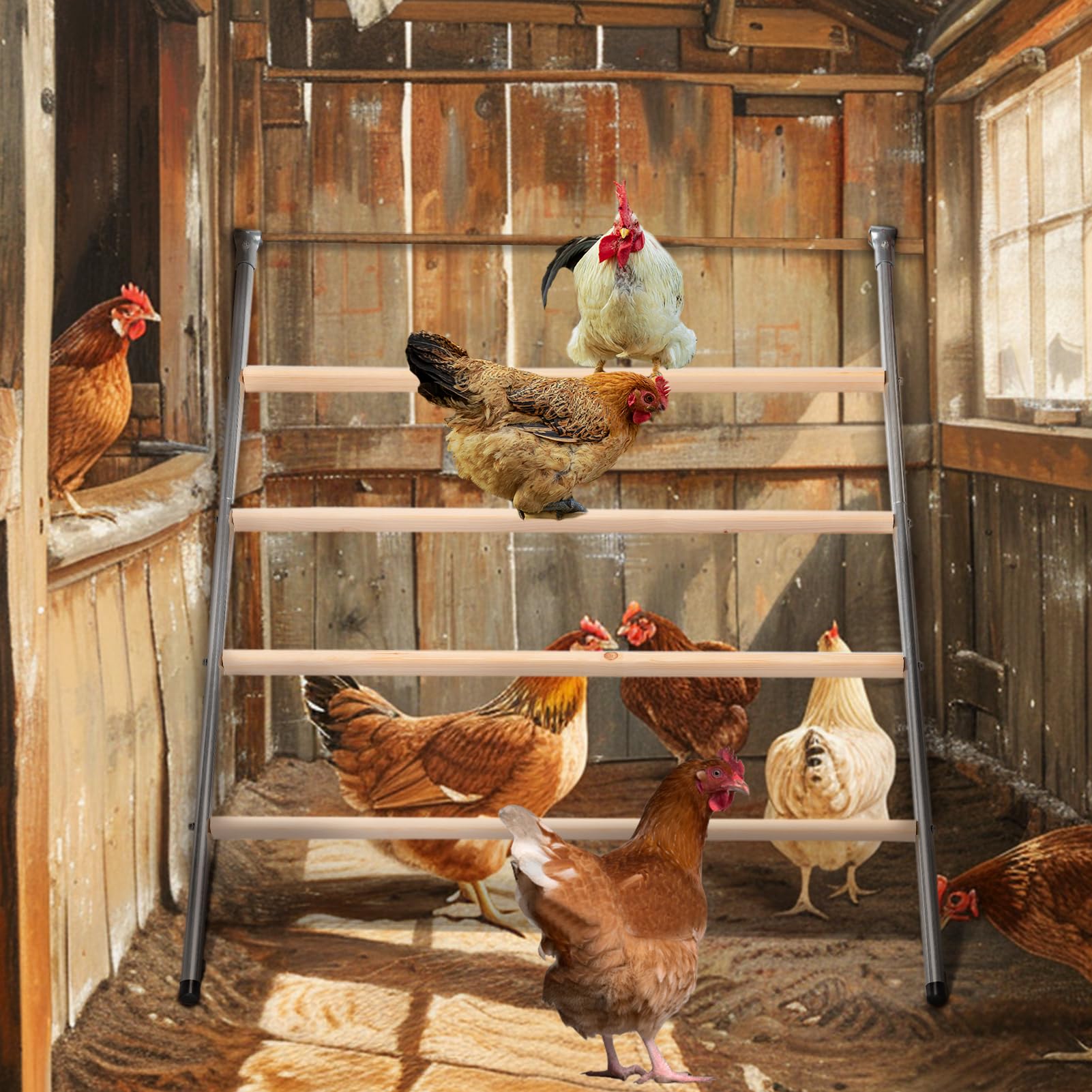 Petsfit chickens perched comfortably at night showing improved stability and rest