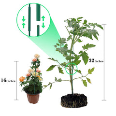 PFNRTH single 16-inch stake in a pot giving neat upright plant support