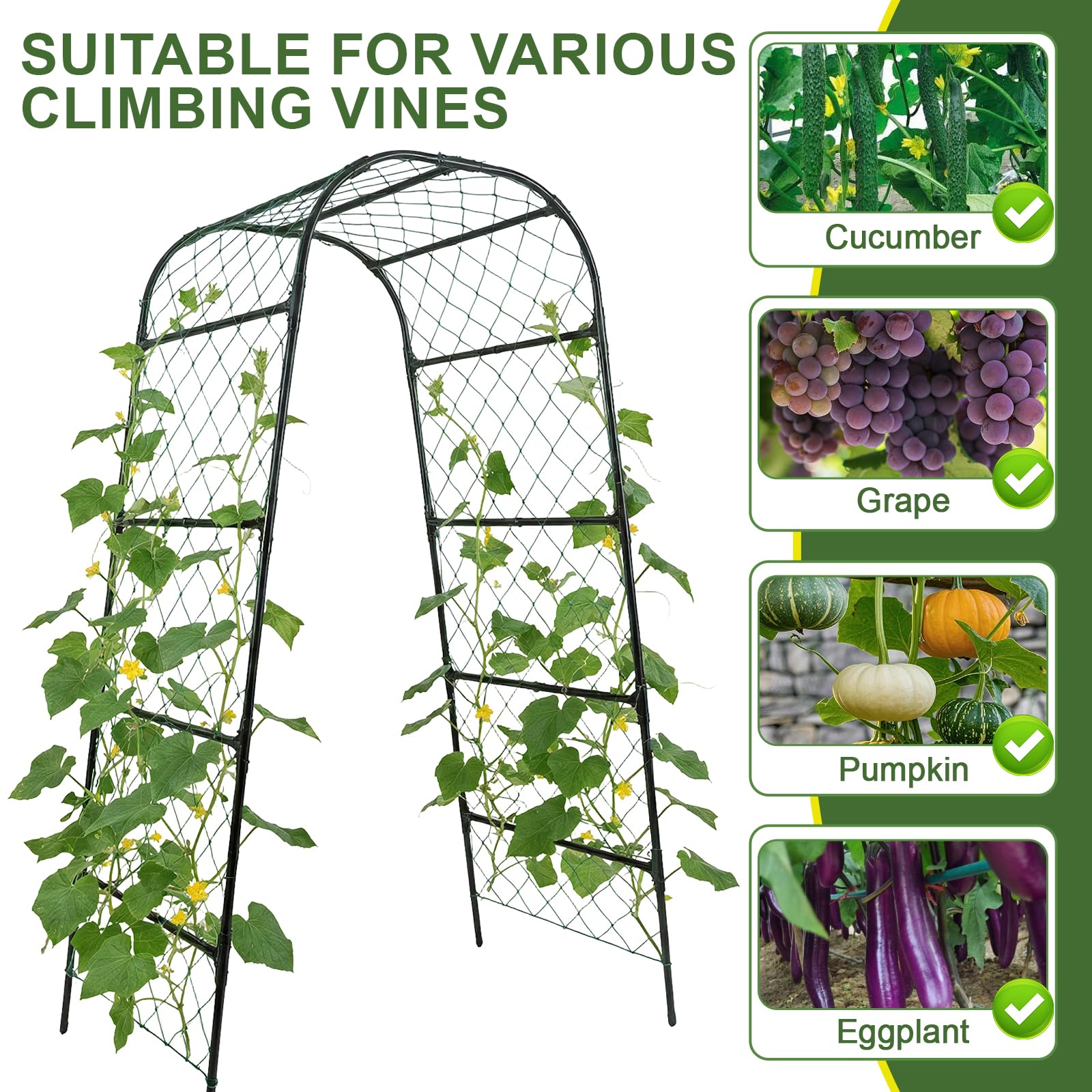PHENEAHILL arch in use with cucumbers kept clean and ventilated for healthier plants