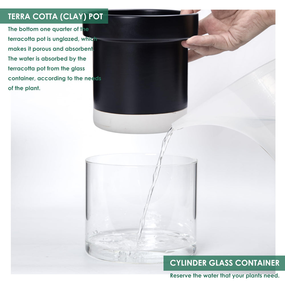 Phoenix Vine glass reservoir visible under pot for easy refills and reduced watering