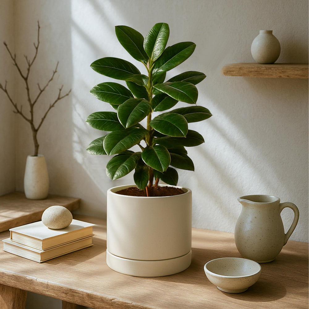 Phoenix Vine deep saucer and drainage detail protecting surfaces from overflow
