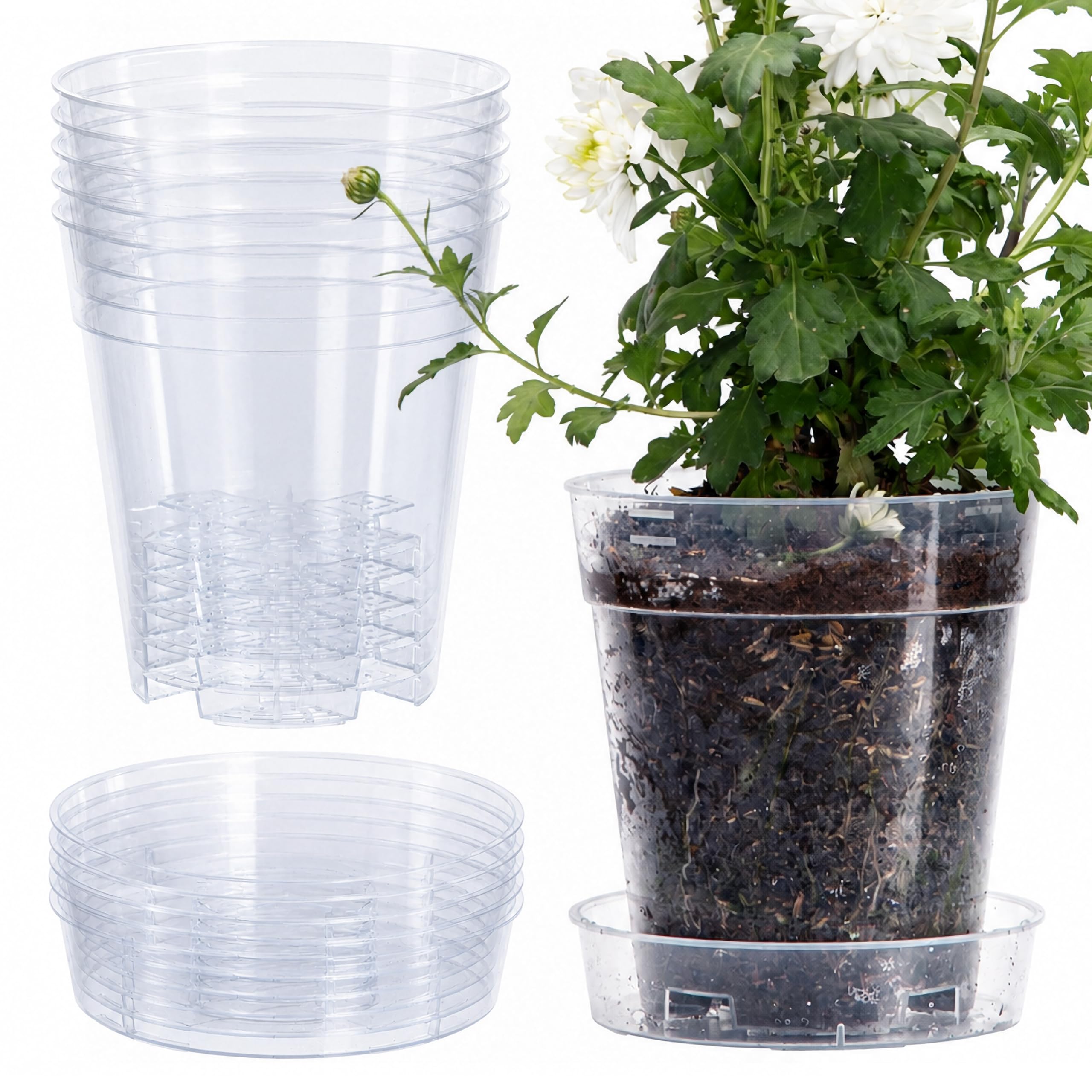Phoenix Vine front view of clear 6-inch pot showing transparency and size benefit