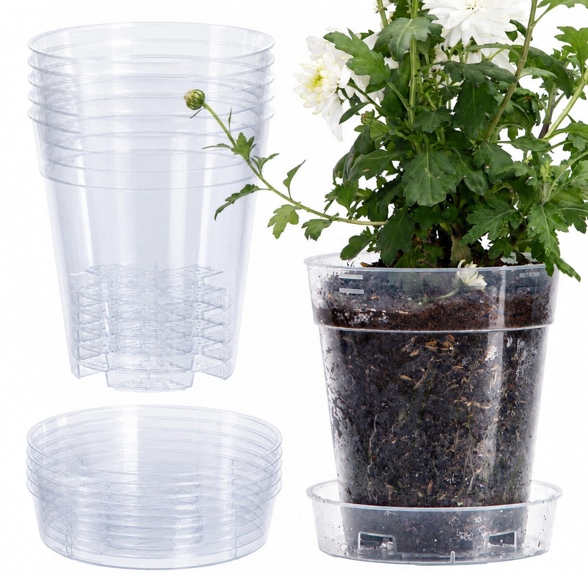 Phoenix Vine front view of clear 6-inch pot showing transparency and size benefit
