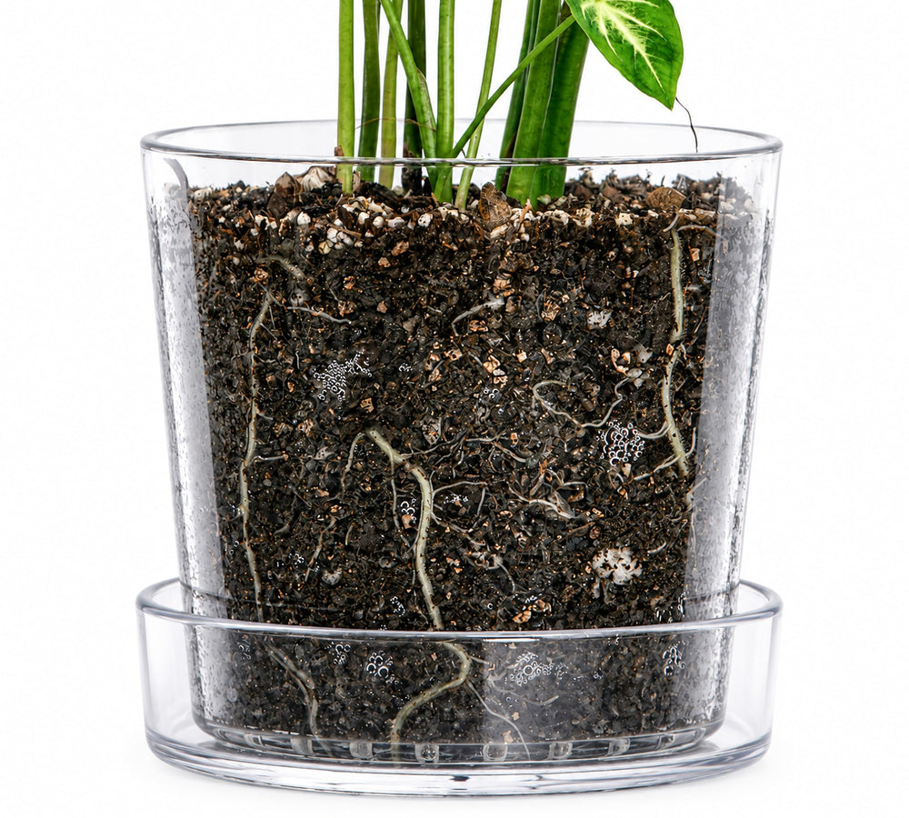 Phoenix Vine front view clear acrylic planter shows modern display and visibility