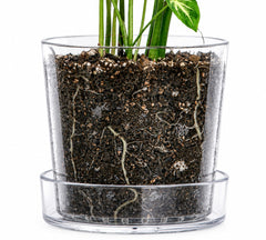 Phoenix Vine front view clear acrylic planter shows modern display and visibility
