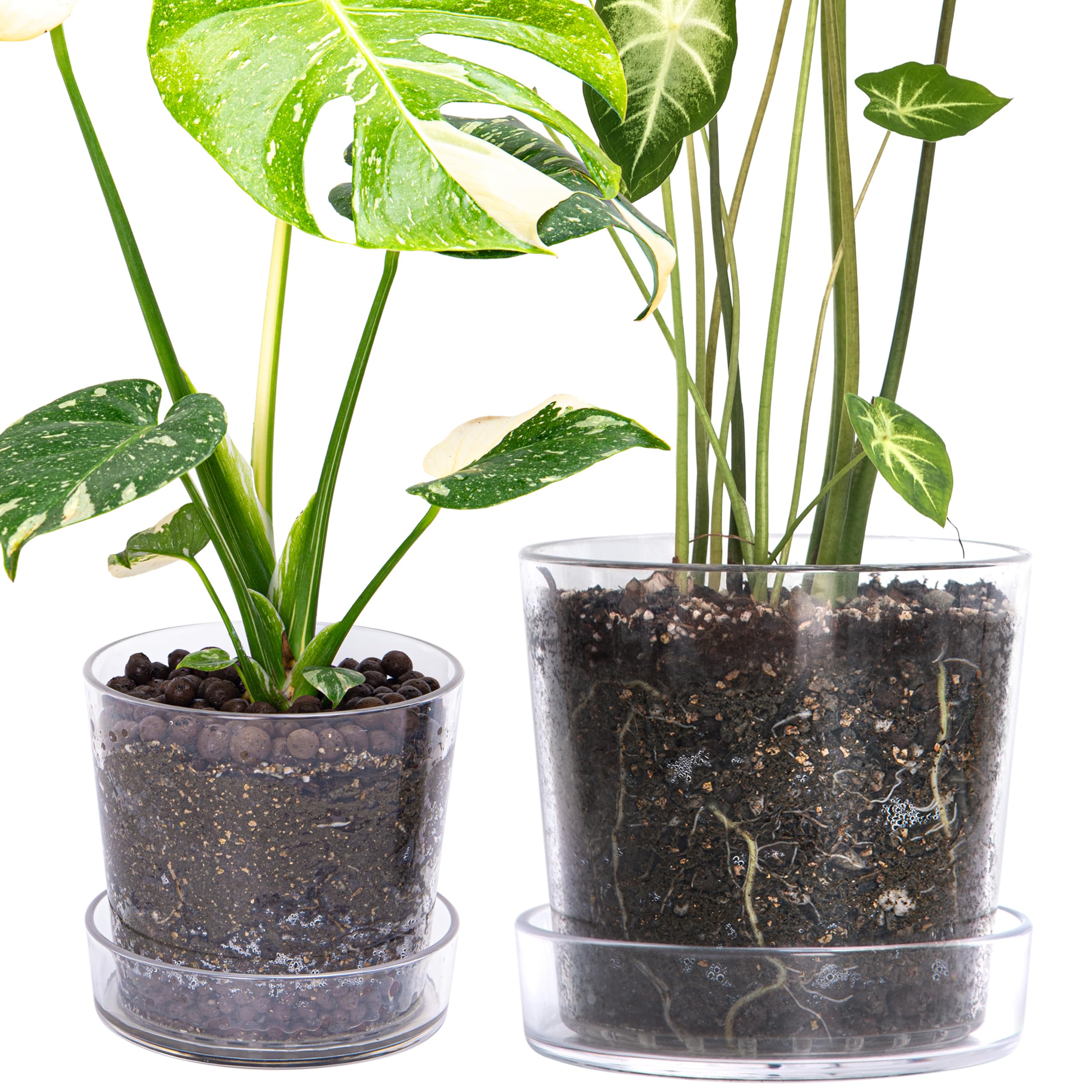 Phoenix Vine front view showing clear acrylic pot and tray, highlights neat display
