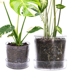 Phoenix Vine front view showing clear acrylic pot and tray, highlights neat display