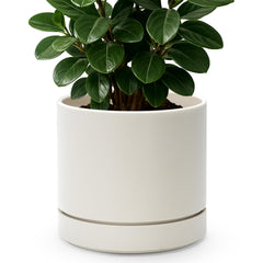 Phoenix Vine front view oatmeal 8-inch planter showing modern benefit of clean decor