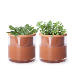 Phoenix Vine front view of terracotta planter set showing modern pairing benefit