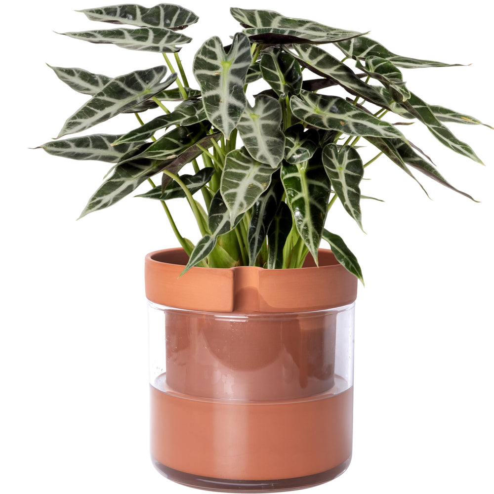 Phoenix Vine front view of terracotta planter showing clean profile and benefit: timeless style