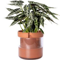 Phoenix Vine front view of terracotta planter showing clean profile and benefit: timeless style