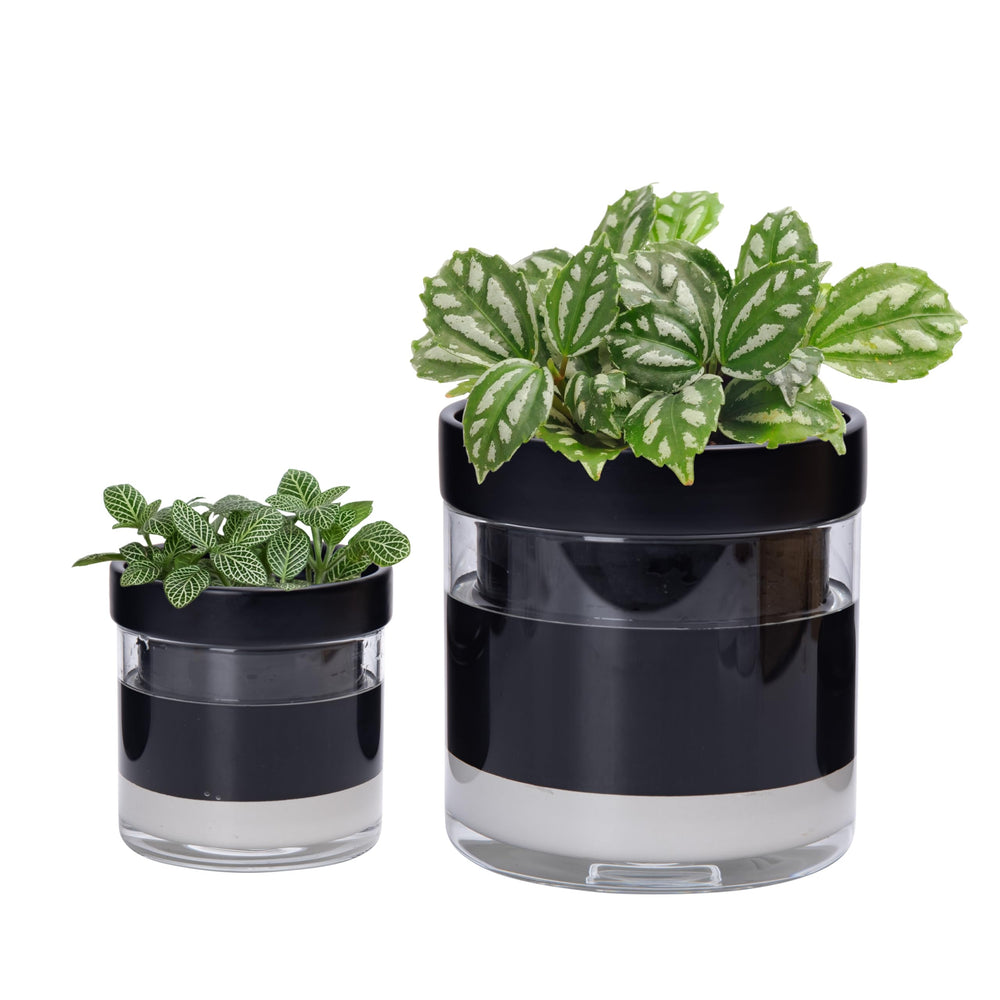 Phoenix Vine front view of black terracotta pot showing clean lines and modern look