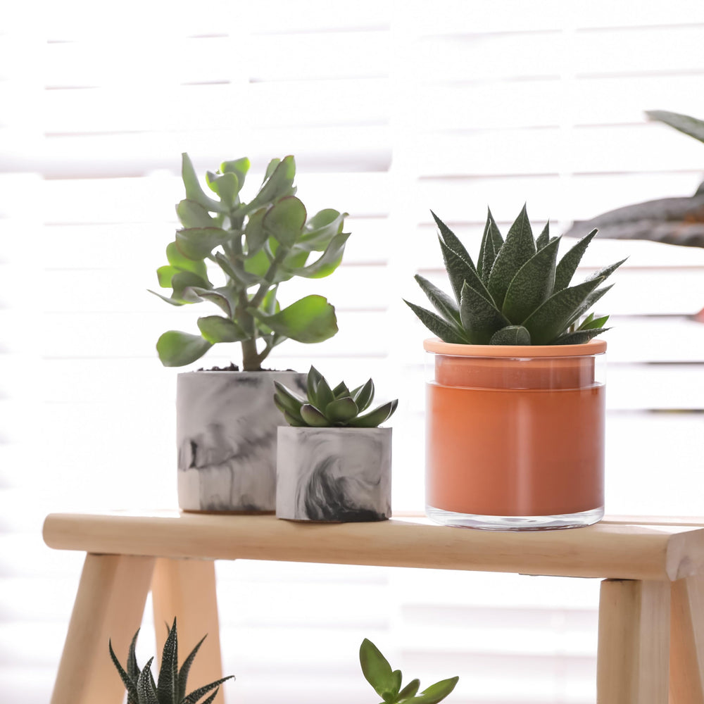 Phoenix Vine planter in use on desk adding low-maintenance greenery benefit