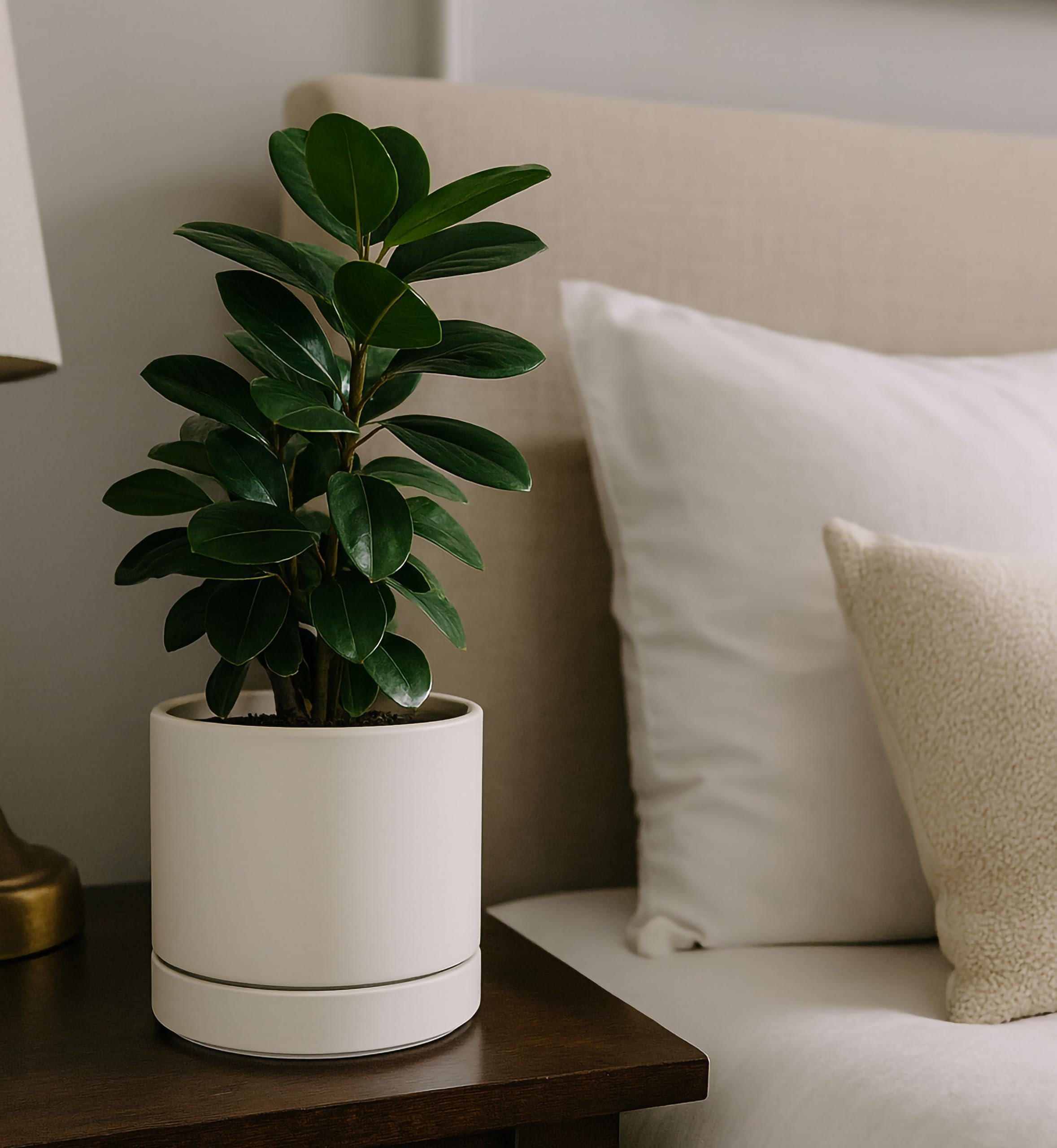 Phoenix Vine packaged planter with label illustrating gift-ready convenience benefit